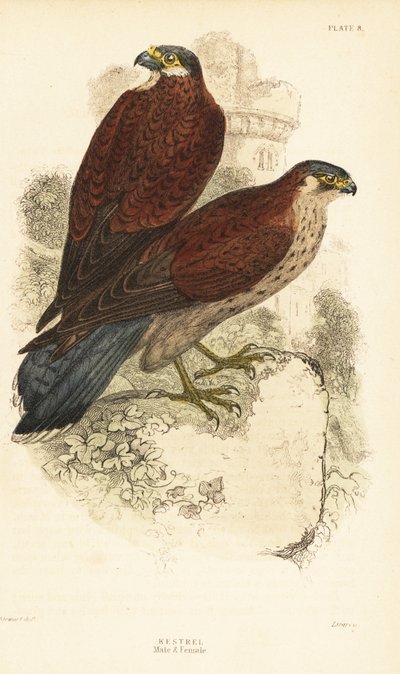 Pustułka, samiec i samica, Falco tinnunculus, przed ruiną 1889 (rycina) autorstwa Unbekannter Künstler