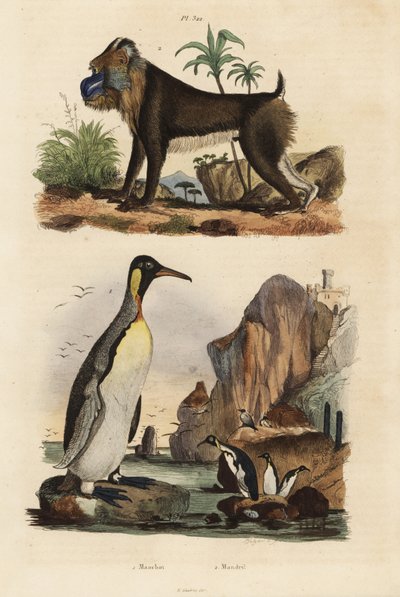 pingwin królewski, Aptenodytes patagonicus 1 i mandryl, Mandrillus sphinx, wrażliwy, 2 autorstwa Unbekannt