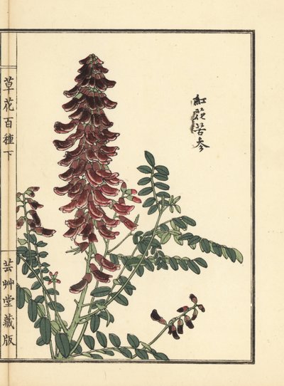 Kouka lub kujin, Sophora flavescens. Korzeń używany w medycynie chińskiej jako ku shen. Ręcznie kolorowany drzeworyt autorstwa Kono Bairei z Kusa Bana Hyakushu (Sto odmian kwiatów), Tokio, Yamada autorstwa Unbekannter Künstler