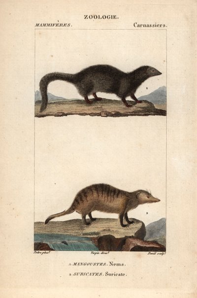 La mangouste et le suricate - Eau forte autorstwa Jeana Gabriela Pretre