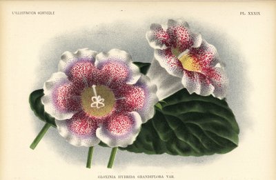 Wielkokwiatowa hybryda gloksynii wyhodowana przez Ferd. Kegeljan, Gloxinia hybrida grandiflora. Chromolitografia autorstwa Pietera de Pannemaekera na podstawie ilustracji A. Goossensa z Jean Linden