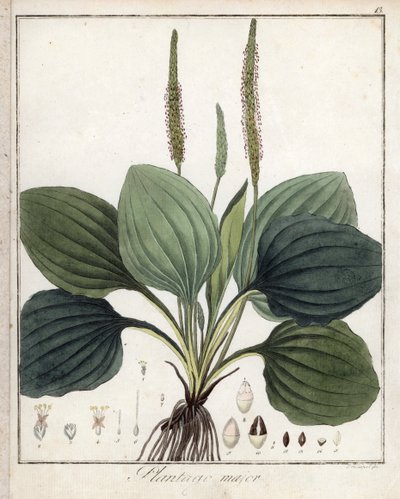 Large Plantain lub Plantain Major (lub Plantain of Birds) - litografia autorstwa F. Guimpela, zaczerpnięta z botaniki medycznej Friedricha Gottloba Haynesa (1763-1832), Berlin autorstwa Unbekannter Künstler