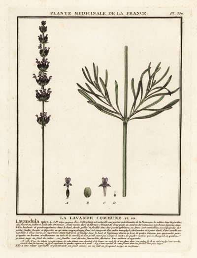 Lawenda, Lavandula angustifolia. autorstwa Unbekannter Künstler