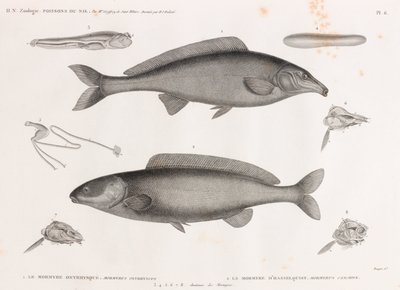 Oxyrhynchus Mormyra i Hasselquist Mormyra autorstwa Unbekannt