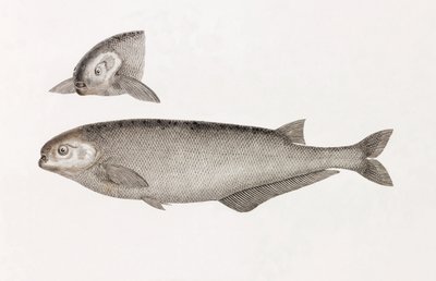 Mormyra Behbeyta autorstwa Unbekannt