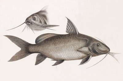 Le Pimelode Scheilan autorstwa Unbekannt