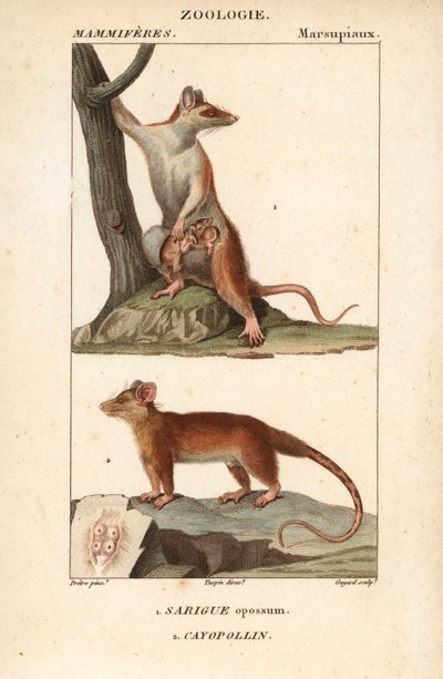 Le sarigue ou opossum et le cayopollin - Eau forte autorstwa Jeana Gabriela Pretre
