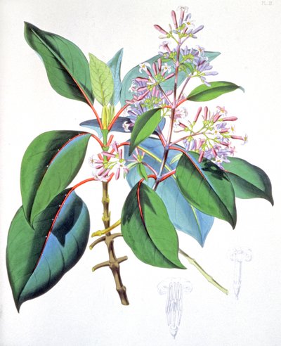 Liście i kwiaty drzewa chinowego, ok. 1850 r. (rycina) autorstwa Unbekannter Künstler