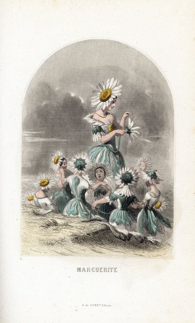 Les fees des daisies des pres, zwieńczone kwiatowymi kapeluszami, jeden opuszcza płatki stokrotki - Eau forte autorstwa Charlesa Geoffroya (1819-1882), według ilustracji Jeana Ignace