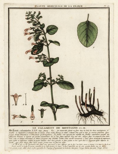 Kalamin pospolity, Clinopodium nepeta. autorstwa Unbekannter Künstler