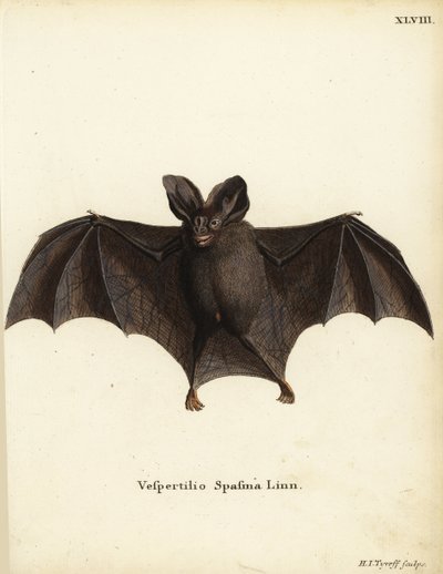 Nietoperz fałszywa wampirzyca, Megaderma spasma. Vespertilio spasma Linn. Ręcznie kolorowany miedzioryt autorstwa Hermanna Jakoba Tyroffa z ilustracji Johanna Christiana Daniela Schrebera "Animal Illustrations after Nature, or Schreber