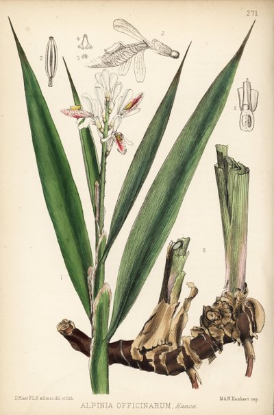 Galangal mniejszy, Alpinia officinarum. Ręcznie kolorowana litografia autorstwa Hanharta na podstawie botanicznej ilustracji Davida Blaira z "Medicinal Plants" Roberta Bentleya i Henry