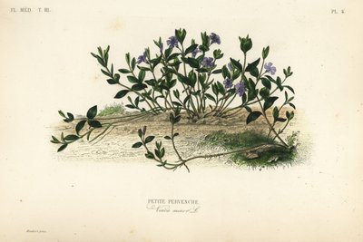 Barwinek mały, Vinca minor, Petite pervenche autorstwa Unbekannt