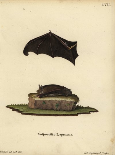 Nietoperz workowaty, Saccopteryx leptura. Vespertilio lepturus. Ręcznie kolorowany miedzioryt Johanna Nussbiegela według ilustracji z natury autorstwa J.D. Kretscha z "Animal Illustrations after Nature" Johanna Christiana Daniela Schrebera lub Schreba. autorstwa Unbekannter Künstler