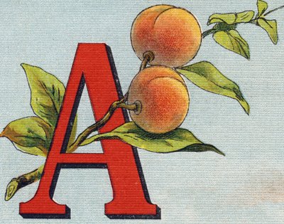 Litera A: morela. Grawerowanie w "Alfabet de ma petite fille". Bernardin-Bechet i Fils, księgarz-wydawnictwo, Paryż, ok. 1895. Niezniszczalny album na płótnie. Bibliotheque des Bebes. 12 stron. Album zawierający sposób czytania i ilustracyjny abeced autorstwa Unbekannt
