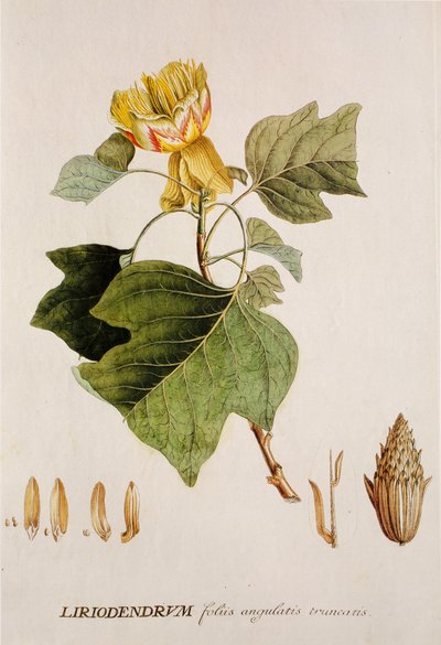 Liriodendron tulipifera / Tulipier / Tulipanowiec autorstwa Unbekannt