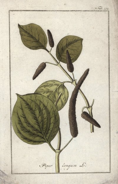 Naczynie z długim pieprzem (Piper longum). Litografia z "Afbeelding der Artseny-Gewassen" Johannesa Zorna (1739-1799), Holandia autorstwa Unbekannter Künstler