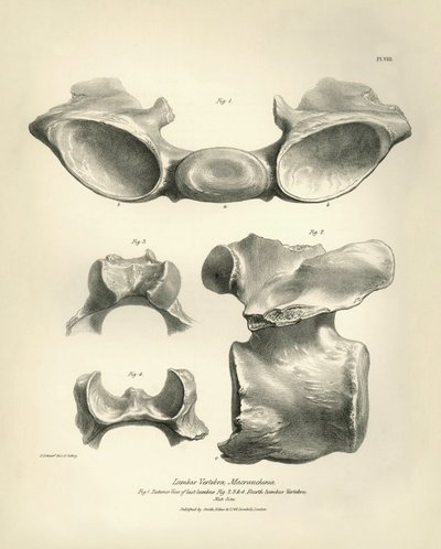 Kręg lędźwiowy Macrauchenia, prehistorycznego zwierzęcia, znalezionego przez Karola Darwina podczas jego podróży badawczej na pokładzie statku Beagle. Zoologia podróży statku H.M.S. Beagle pod dowództwem kapitana Fitzroya w latach 1832-1836, wyd. i przeł. autorstwa Unbekannter Künstler