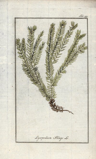 Lycopod w maczugach lub likopod lekarski (Lycopodium clavatum). Litografia z "Afbeelding der Artseny-Gewassen" autorstwa Johannesa Zorna (1739-1799), Holandia autorstwa Unbekannter Künstler