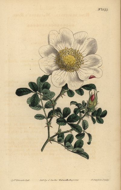 Róża Macartneya, Rosa bracteata autorstwa Unbekannt