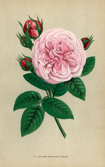 Róża Madame Hippolyte Jamain, hybryda wyhodowana przez Monsieur Garcon z Rouen w 1871 roku i dedykowana żonie autora. Chromolitografia narysowana i litografowana według natury przez F. Grobona na podstawie "Les Roses" Hippolyte