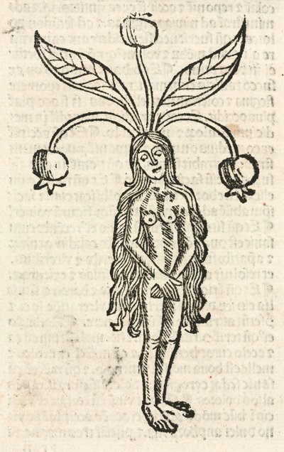 Mandrake (forma żeńska) autorstwa Unbekannt