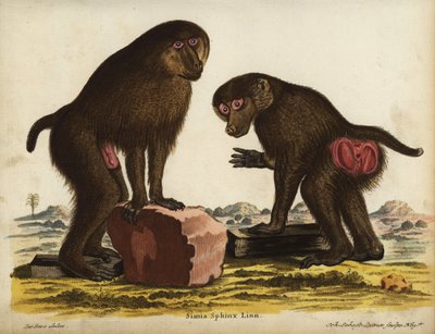 Mandryl nawet, Mandrillus sphinx. Wrażliwy. Simia sphynx Linn. Ręcznie kolorowany miedzioryt Johanna Sebastiana Leitnera według ilustracji Jacques