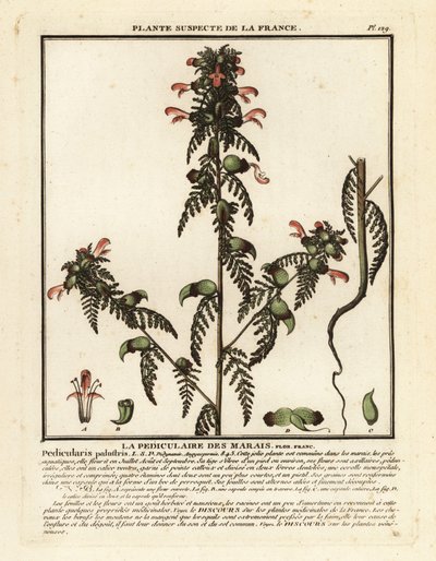 Wsza bagienna, Pedicularis palustris. autorstwa Unbekannter Künstler