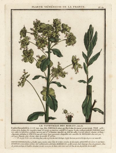 Wilczomlecz bagienny, Euphorbia palustris. autorstwa Unbekannter Künstler