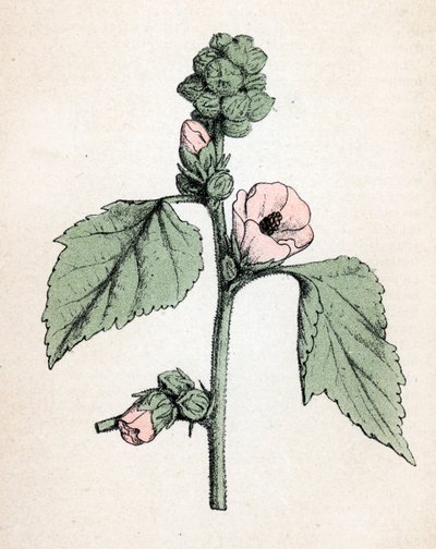Prawoślaz lekarski (Althaea officinalis) (White Mallow) (prawoślaz lekarski, malwa błotna) Tabliczka botaniczna z "Atlas colorie des plantes medicinales" Paula Hariota. autorstwa Unbekannter Künstler