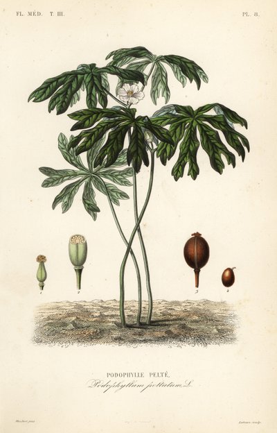 Mayapple lub mandragora amerykańska, Podophyllum peltatum, Podophylle pelte autorstwa Unbekannt