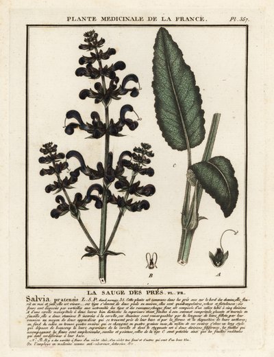 Klarna łąkowa, Salvia pratensis. autorstwa Unbekannter Künstler