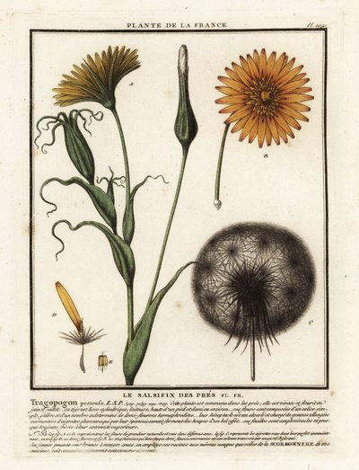 Salsefia łąkowa, Tragopogon pratensis. autorstwa Unbekannter Künstler