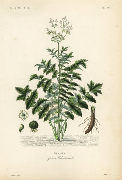Meadowsweet lub miodówka pitna, Filipendula ulmaria, Spiraea ulmaria, Ulmaire autorstwa Unbekannt