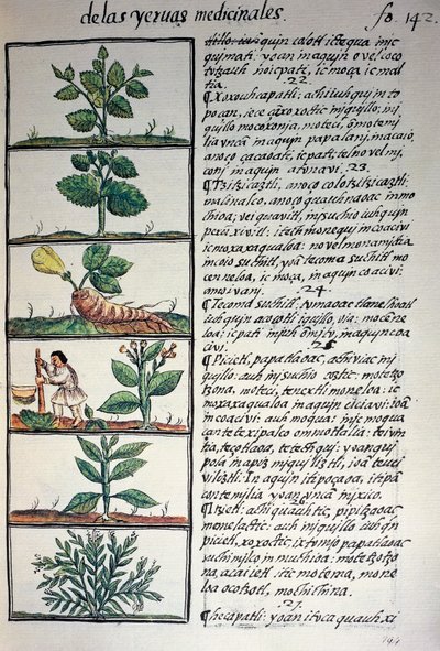 Rośliny lecznicze, tekst w języku nahuati, z faksymile rękopisu General History of Things of New Spain, znanego również jako Kodeks florencki, autorstwa Bernardino de Sahagun autorstwa Benjamin Baud