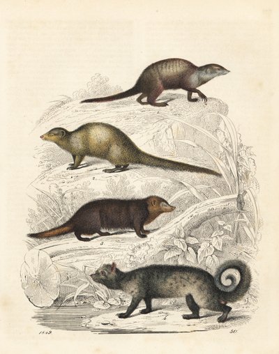 Surykatka, Suricata suricatta 1, szara mangusta indyjska, Herpestes edwardsii 2, kusimans pospolity, Crossarchus obscurus 3 i azjatycka cyweta palmowa, Paradoxurus hermaphroditus 4. Ręcznie kolorowana litografia z Księgi Świata Carla Hoffmanna, Stuttgart autorstwa Unbekannter Künstler