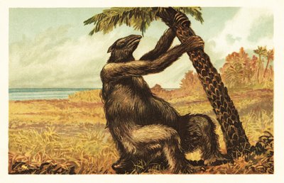Megatherium americanum ciągnące się na palmie.1908 (litografia) autorstwa Unbekannter Künstler