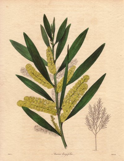 Gąsienica mimozowa (Acacia longifolia), krzew o trwałych liściach, do 3-6 metrów wysokości, z kwiatostanem w postaci długich, cytrynowożółtych odcinków, bardzo aromatyczny. Roślina pochodząca z Nowej Holandii (Australia), wprowadzona do Wielkiej Brytanii w autorstwa Unbekannter Künstler
