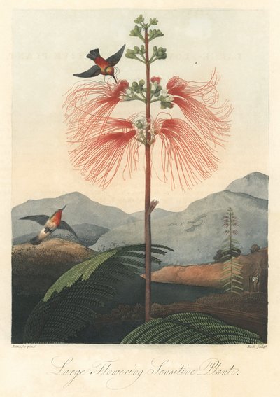 Umysł lub wrażliwa mimoza, z kolibrami Silna woda, zaczerpnięte z The Temple of Flora, autorstwa dr Roberta Thorntona (1768-1837) autorstwa Unbekannter Künstler