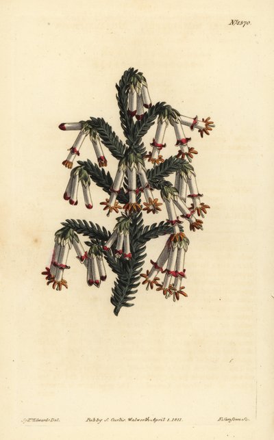Wrzosowisko monadelficzne, Erica monadelpha autorstwa Unbekannt