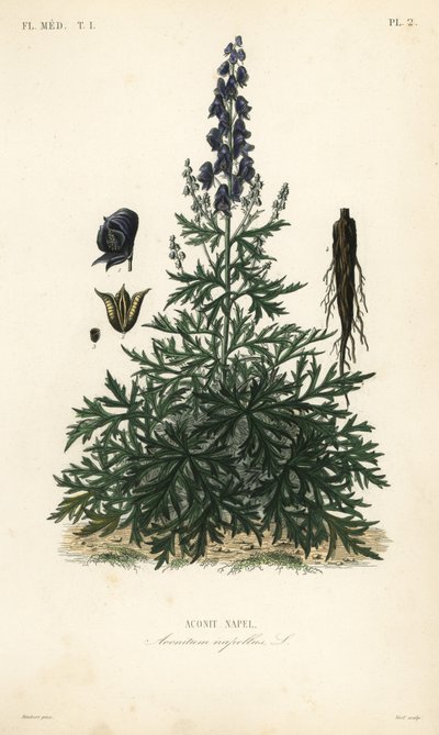 Mnich kaptur, akonit lub wilczy wilczyc, Aconitum napellus, Aconitum napel autorstwa Unbekannt