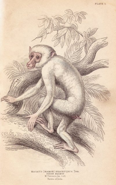 Makak mauretański, Macaca maura (Macacus maimon brachyurus). Biały maimon, uważany za młodocianego albinosa. Ręcznie kolorowany staloryt Lizarsa na podstawie ilustracji Charlesa Hamiltona Smitha z William Jardine