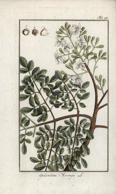Moringa (Moringa oleifera). Litografia z "Afbeelding der Artseny-Gewassen" Johannesa Zorna (1739-1799), Holandia autorstwa Unbekannter Künstler