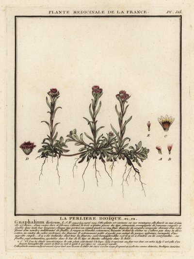 Wieczna góra, Antennaria dioica. autorstwa Unbekannter Künstler
