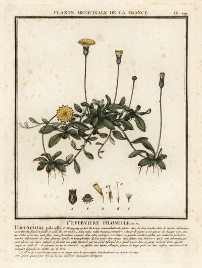 Jastrzębiowiec uszny, Pilosella officinarum. autorstwa Unbekannter Künstler