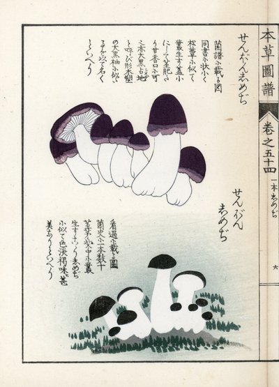 Grzyby: odmiany shimeji (jadalne) - japońska grafika autorstwa Kanena Iwasakiego (1786-1842), z Honzo Zufu, ilustrowanego przewodnika po roślinach leczniczych autorstwa Unbekannter Künstler