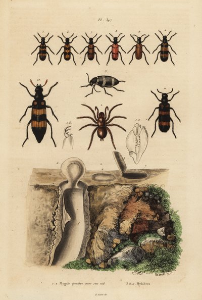 Mygalomorph pająk z zapadnią i jego gniazdo oraz chrząszcze z gatunku Mylabris autorstwa Unbekannt