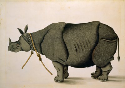 NHD-32 (47) Nosorożec prawdopodobnie z kolekcji Francisa Buchanana, ok. 1800, artysta nieznany autorstwa Unbekannter Künstler