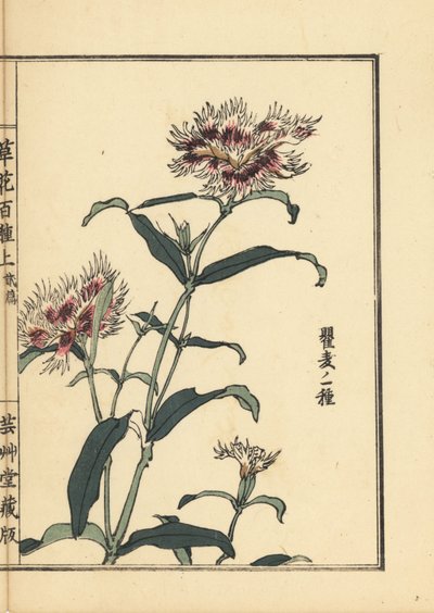 Nadeshiko lub różowy z frędzlami, Dianthus monspessulanus. Ręcznie kolorowany drzeworyt autorstwa Kono Bairei z Kusa Bana Hyakushu (Sto odmian kwiatów), Tokio, Yamada autorstwa Unbekannter Künstler