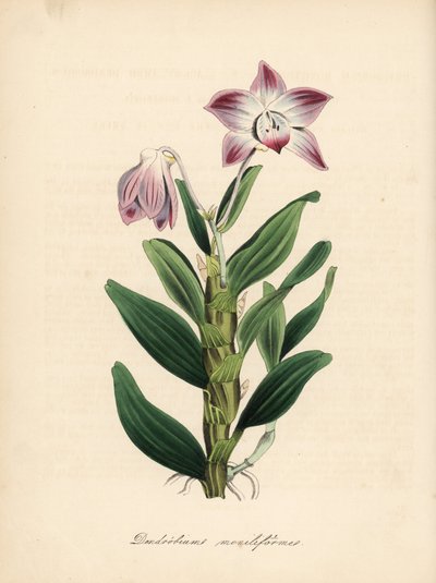 Orchidea Dendrobium moniliforme o łodydze w kształcie naszyjnika lub sekikoku. Ręcznie kolorowana cynkografia autorstwa C. Chabot, narysowana przez pannę M. A. Burnett z jej "Plantae Utiliores: or Illustrations of Useful Plants", Whittaker, Londyn. autorstwa Unbekannter Künstler